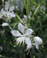 Gaura lindheimeri So White