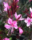 Gaura lindheimeri Passionate Pink