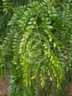 Gleditsia triacanthos inermis Shademaster