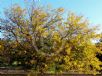 Gleditsia triacanthos inermis Shademaster