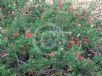 Grevillea Poorinda Adorning