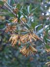 Grevillea Poorinda Diadem