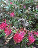 Grevillea Wakiti Gem