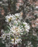 Grevillea australis Cara Lynn