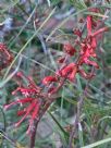 Grevillea dimorpha