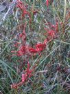 Grevillea dimorpha