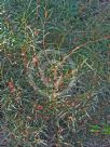 Grevillea dimorpha