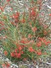 Grevillea dimorpha