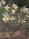 Grevillea leucopteris