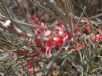 Grevillea pityophylla