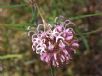 Grevillea sericea riparia