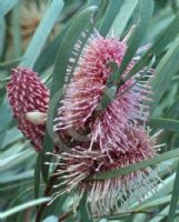 Hakea grammatophylla