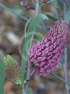 Hakea grammatophylla