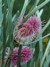 Hakea grammatophylla