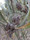 Hakea grammatophylla