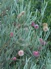 Hakea grammatophylla