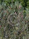 Hakea grammatophylla