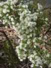 Hakea lissocarpha