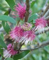 Hakea obtusa