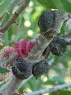 Hakea obtusa