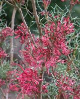 Hakea purpurea