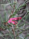 Hakea purpurea