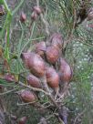 Hakea purpurea