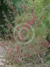 Hakea purpurea