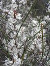 Hakea rostrata