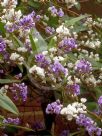 Hardenbergia violacea Happy Duo