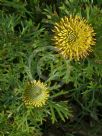 Isopogon anemonifolius Little Drumsticks