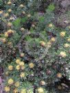 Isopogon anemonifolius Little Drumsticks