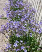 Agapanthus Peter Pan