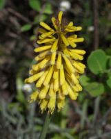 Kniphofia Percy's Pride