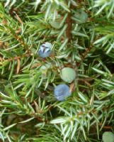 Juniperus communis Hibernica