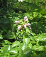 Lamium maculatum Roseum