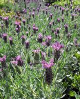 Lavandula stoechas Winter Purple