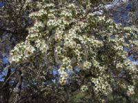 Leptospermum polygalifolium montanum