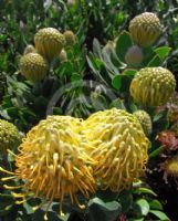 Leucospermum Carnival Copper