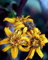 Ligularia dentata Othello