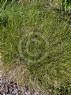 Lomandra confertifolia pallida