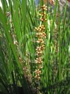 Lomandra longifolia Tanika