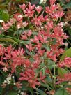 Ceratopetalum gummiferum Albery's Red