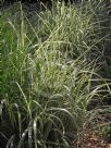 Miscanthus sinensis Variegatus