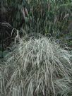 Miscanthus sinensis Variegatus