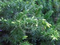 Juniperus rigida conferta All Gold