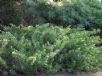 Juniperus rigida conferta All Gold