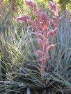 Puya spathacea