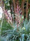 Puya spathacea