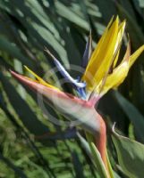 Strelitzia reginae Mandela's Gold